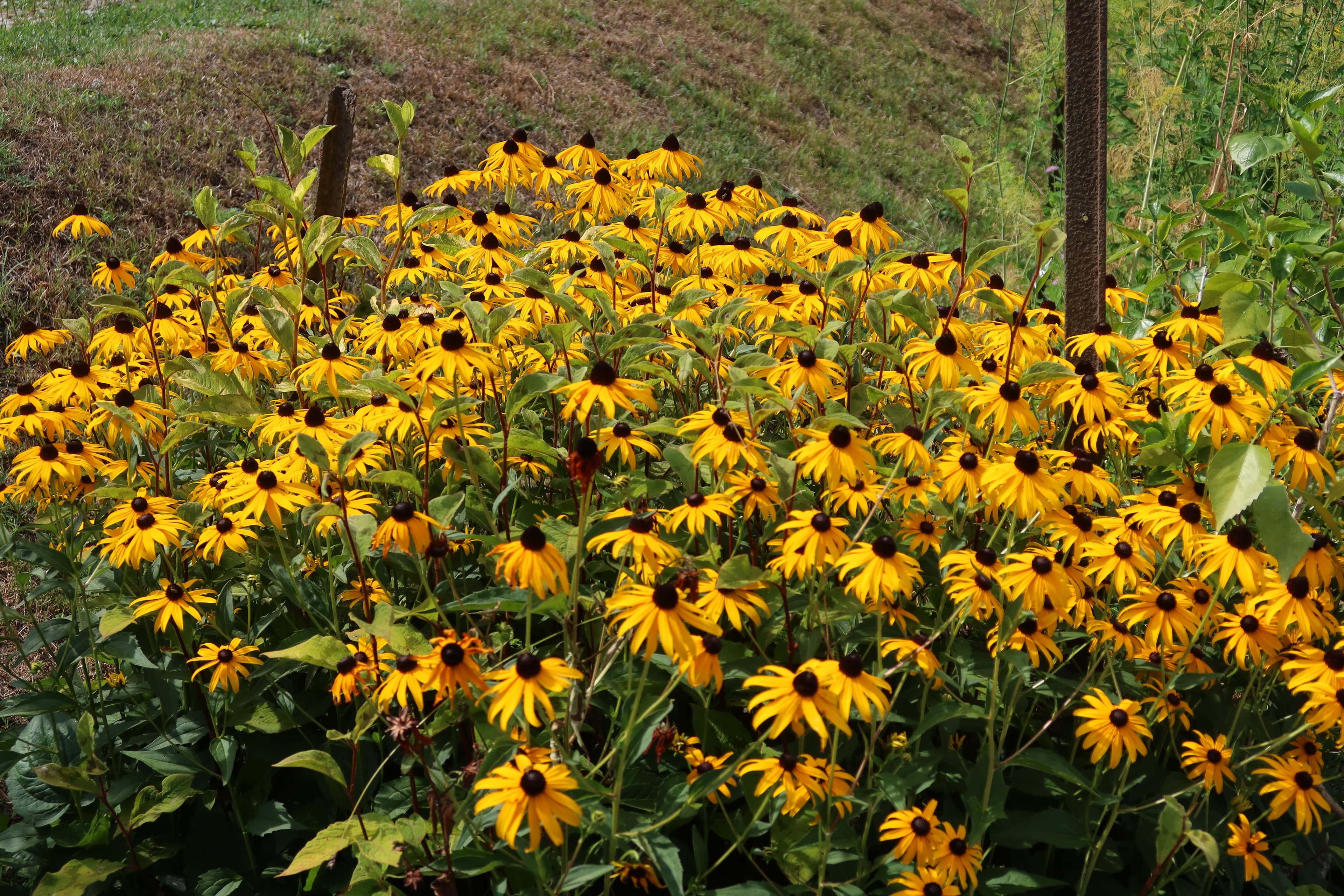 Lake Como IMG_6441.jpg