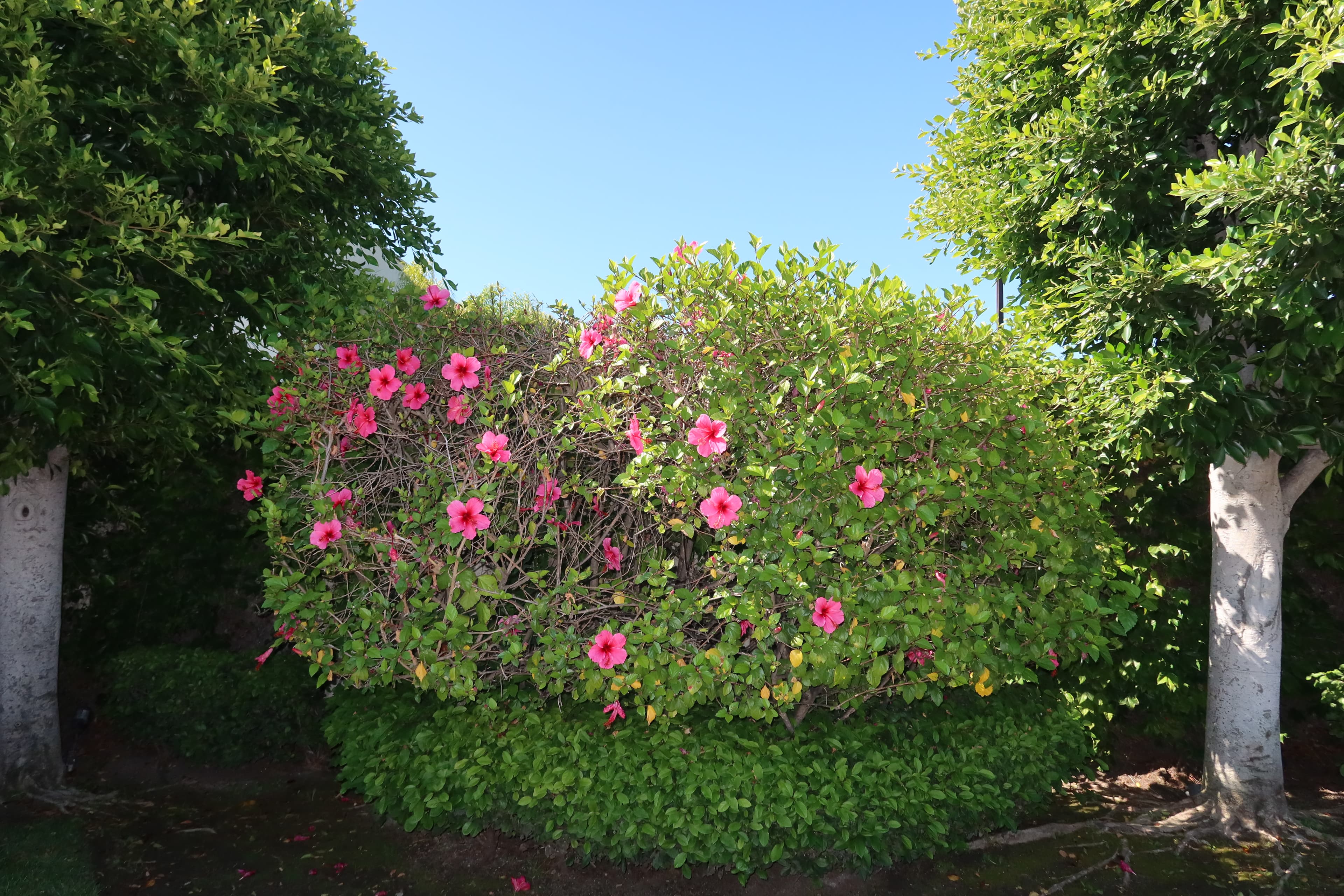 Los Ángeles IMG_1712.jpg